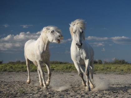Picture of WHITE HORSES