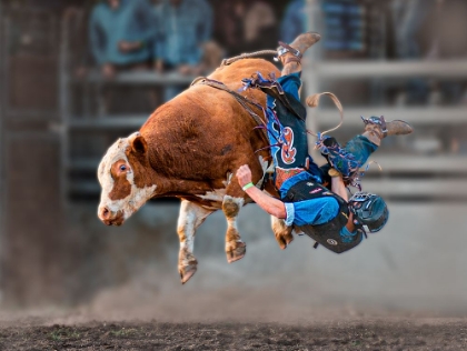 Picture of BULL RIDING