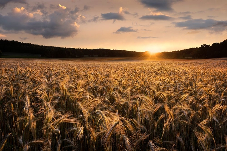 Picture of FIELDS OF GOLD