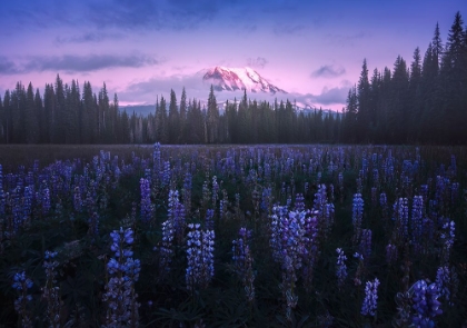 Picture of ADAMS LUPINE
