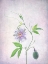 Picture of PASSION FRUIT