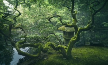 Picture of JAPANESE TREE