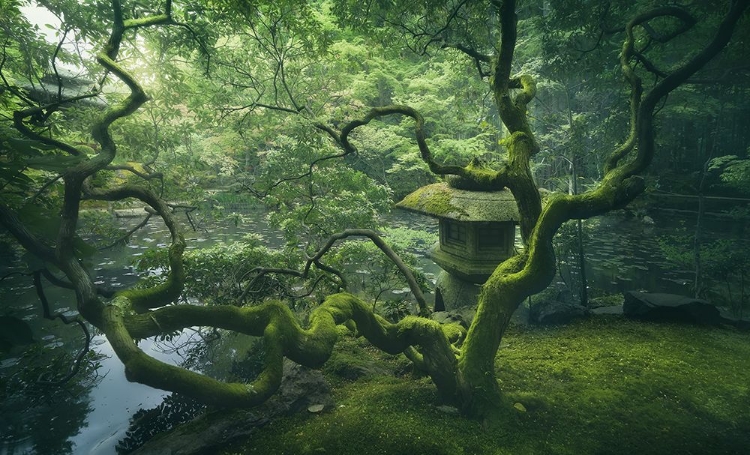 Picture of JAPANESE TREE