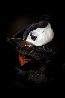Picture of THE SHY PUFFIN
