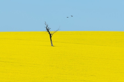 Picture of CANOLA FLOWERS