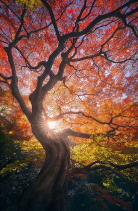 Picture of THE JAPANESE TREE