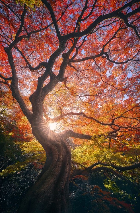 Picture of THE JAPANESE TREE