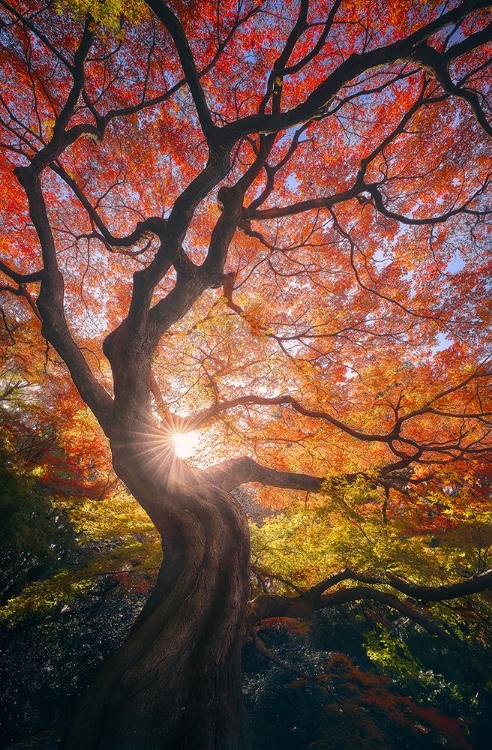 Picture of THE JAPANESE TREE