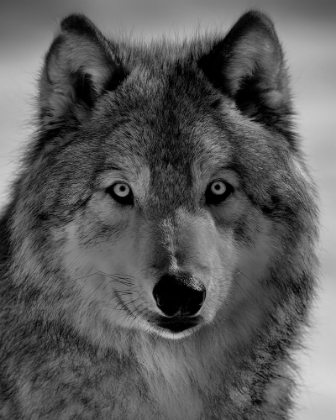Picture of THE WOLF