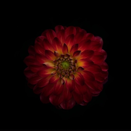 Picture of DAHLIA TIME