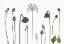 Picture of SEED HEADS
