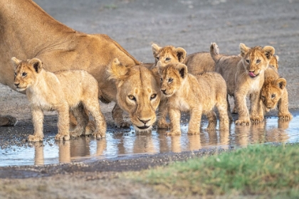 Picture of WARINESS AT THE WATER HOLE