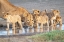 Picture of WARINESS AT THE WATER HOLE