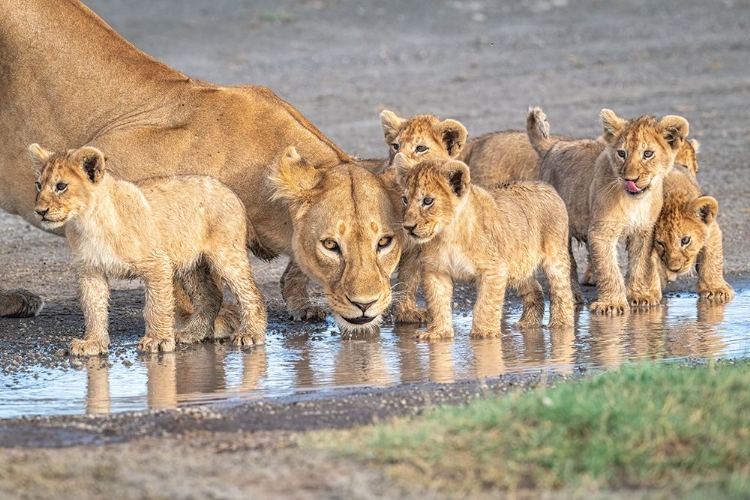 Picture of WARINESS AT THE WATER HOLE