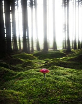 Picture of RED MUSHROOM IN THE GREEN FOREST