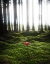 Picture of RED MUSHROOM IN THE GREEN FOREST