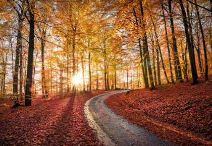 Picture of ROAD IN SAPDERAYSEN NATIONALPARK-SWEDEN