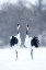 Picture of TSURU (CRANE)-PAIR