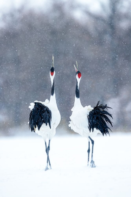 Picture of TSURU (CRANE)-PAIR