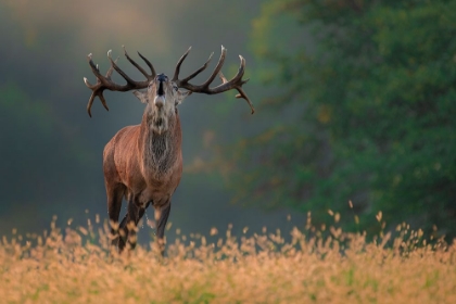 Picture of DEER WEDDING SONG