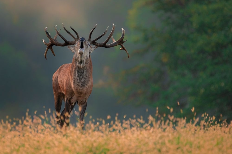 Picture of DEER WEDDING SONG