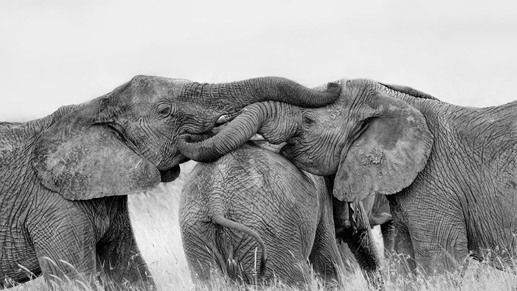 Picture of ELEPHANT PLAYING