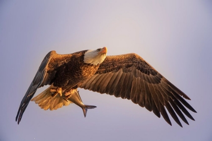 Picture of EAGLE