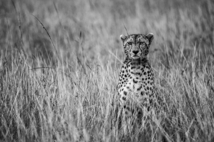 Picture of CHEETAH