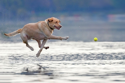 Picture of DANCE ABOVE THE WATER