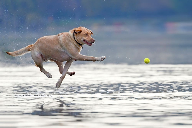 Picture of DANCE ABOVE THE WATER