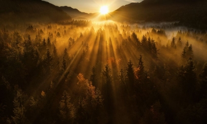 Picture of AERIAL SHOT OF AN AUTUMN FOREST