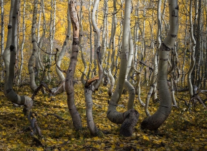 Picture of CROOKED ASPEN