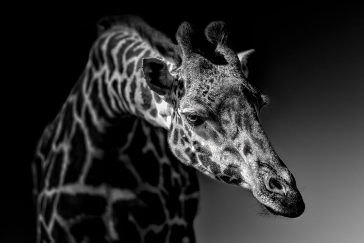 Picture of GIRAFFE