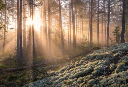 Picture of FOG IN THE FOREST WITH WHITE MOSS IN THE FORGROUND