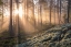 Picture of FOG IN THE FOREST WITH WHITE MOSS IN THE FORGROUND