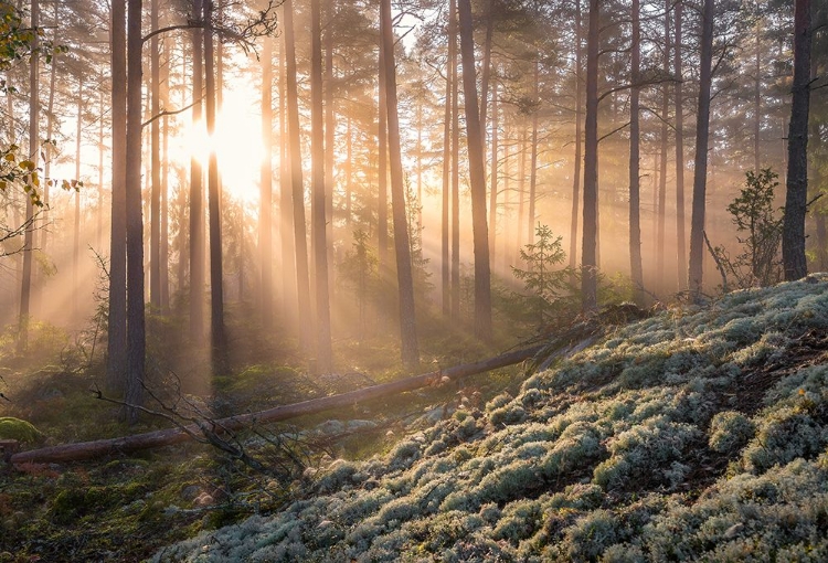 Picture of FOG IN THE FOREST WITH WHITE MOSS IN THE FORGROUND