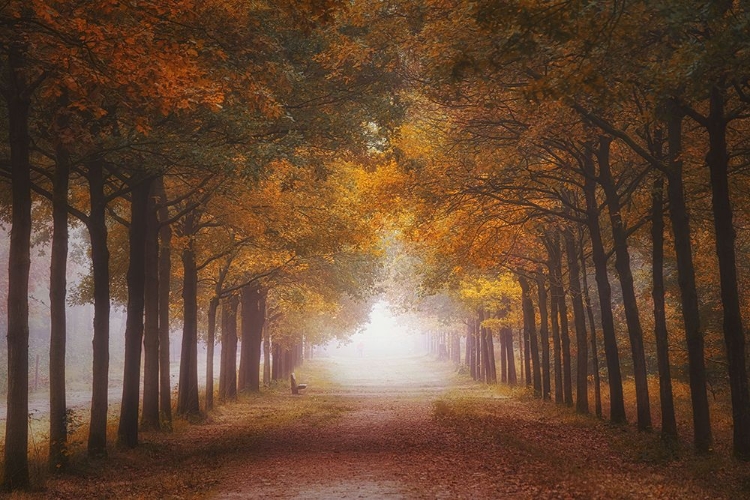 Picture of FOGGY AUTUMN DREAM