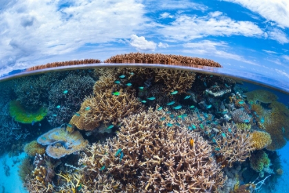 Picture of SPLIT LEVEL FROM MAYOTTE REEF