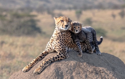 Picture of CHEETAH AND CUP!