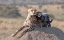 Picture of CHEETAH AND CUP!