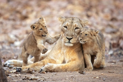 Picture of ASIATIC LIONESS
