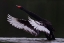 Picture of BLACK SWAN