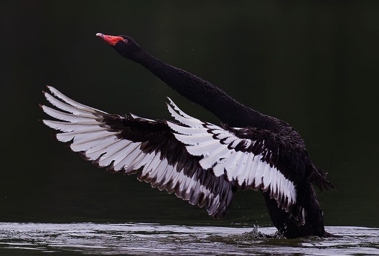 Picture of BLACK SWAN