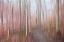 Picture of SOFT AUTUMN