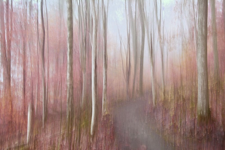 Picture of SOFT AUTUMN