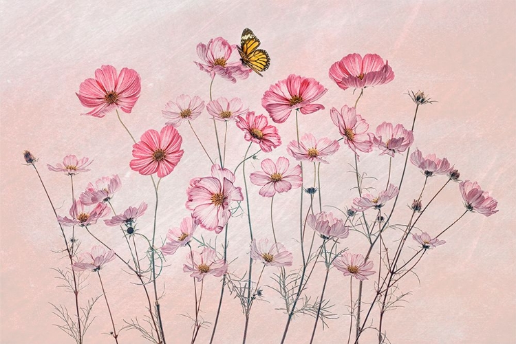 Picture of COSMOS AND BUTTERFLY