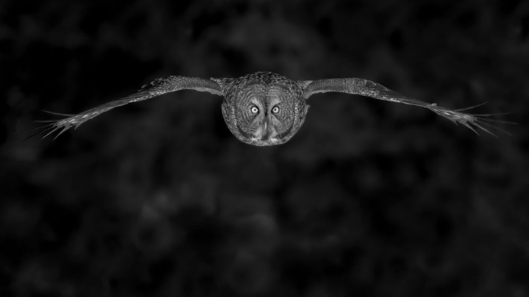Picture of GREAT GRAY OWL IN FLY