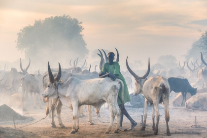 Picture of DINKA HERDER
