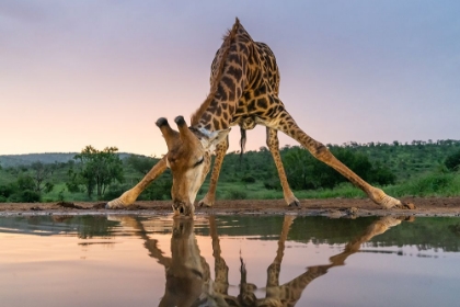 Picture of SUNSET GIRAFFE DRINKING