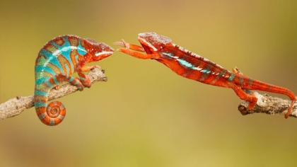 Picture of PANTHER CHAMELEONS